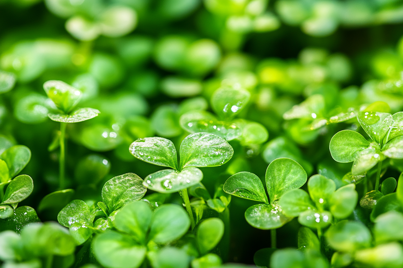 Odla Microgreens